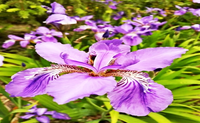 花香四溢-苟肖偉