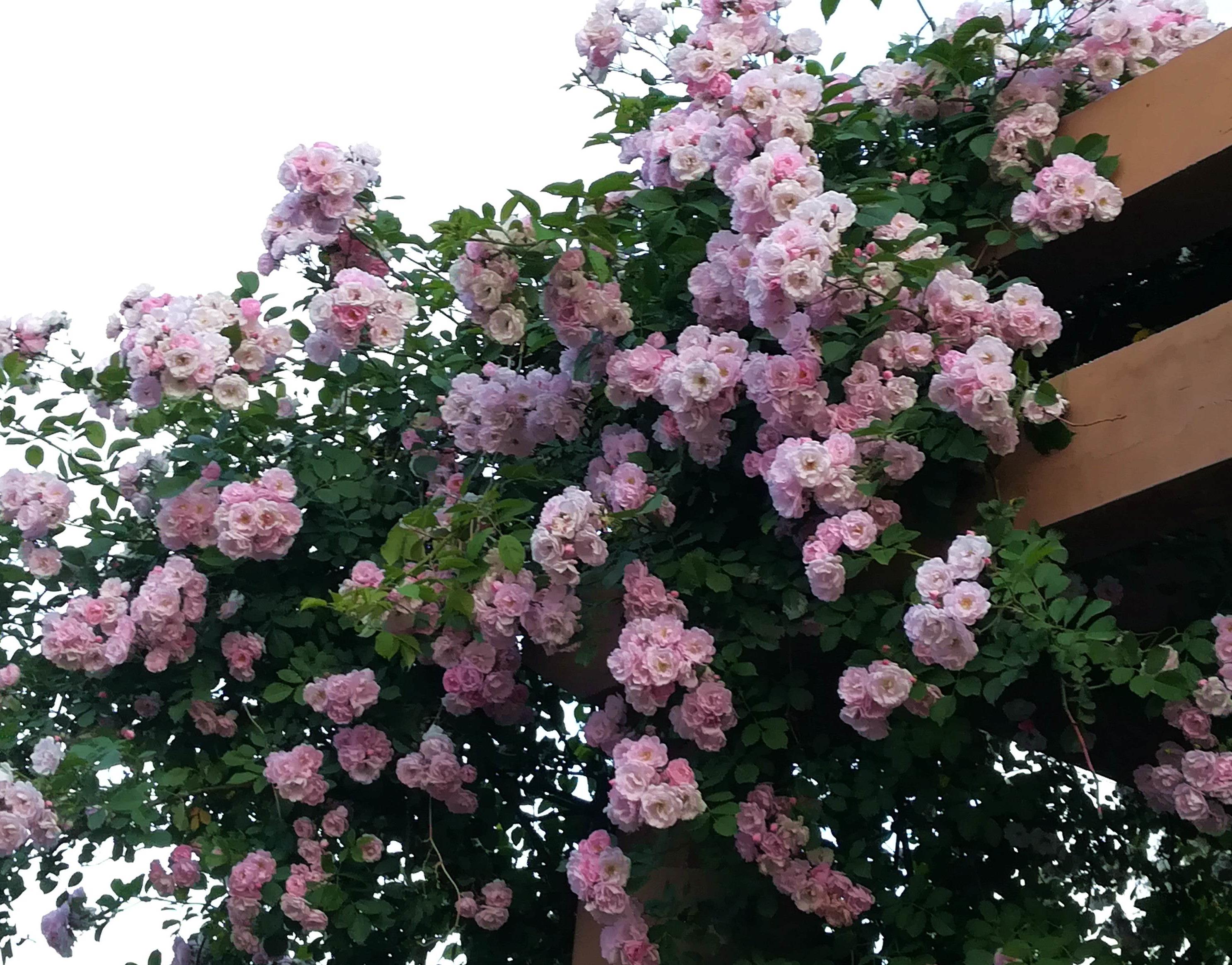 薔薇-趙恩祥