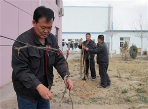 神華寧煤集團煤化工分公司公管處我為廠區增綠色