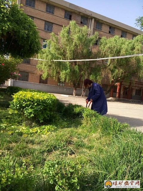 陝煤澄合實業王村社區東新小區全麵修剪小區綠籬樹木