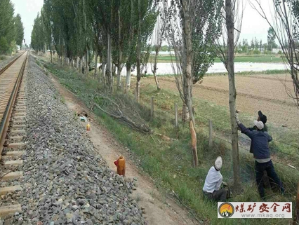 清除枯樹確保運輸安全