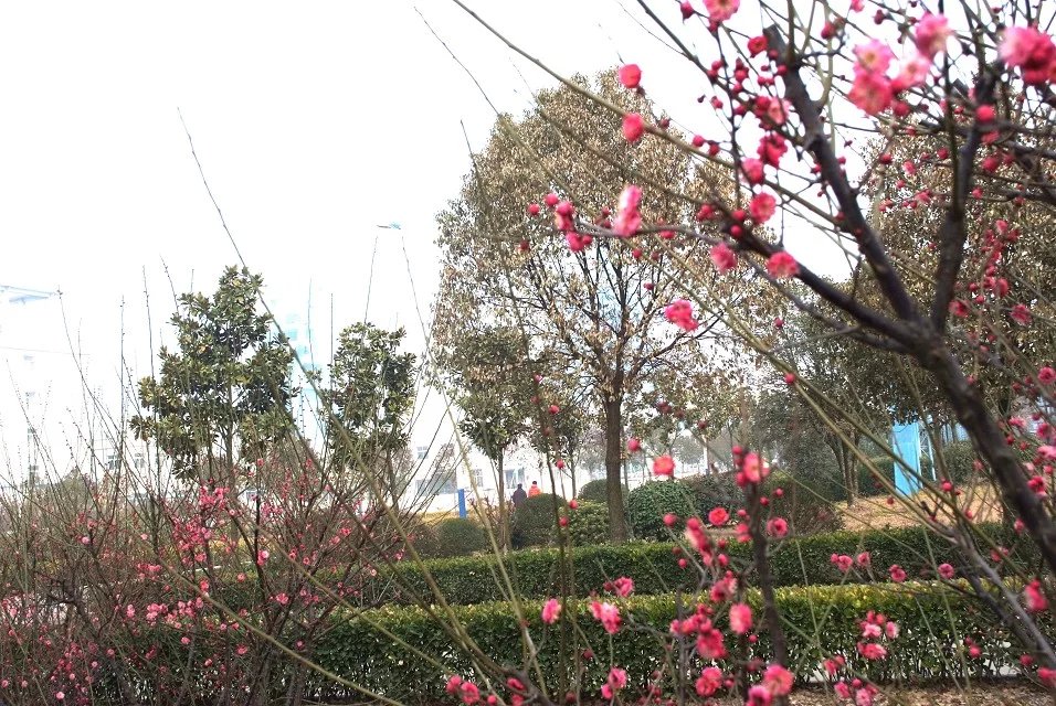 淮北楊柳煤業公司梅花次第開