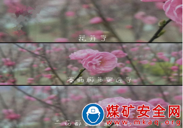 陝煤蒲白熱電公司： 三月天