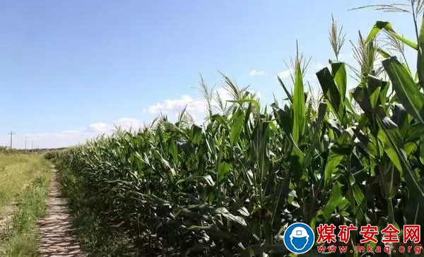 蒲白煤礦運營公司：立秋涼風漸