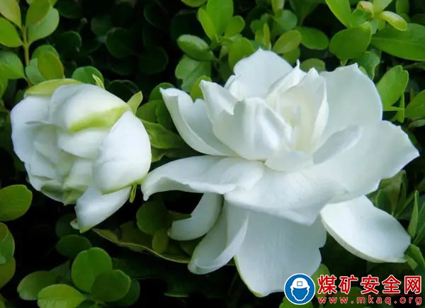 陝煤蒲白熱電公司：梔子花開