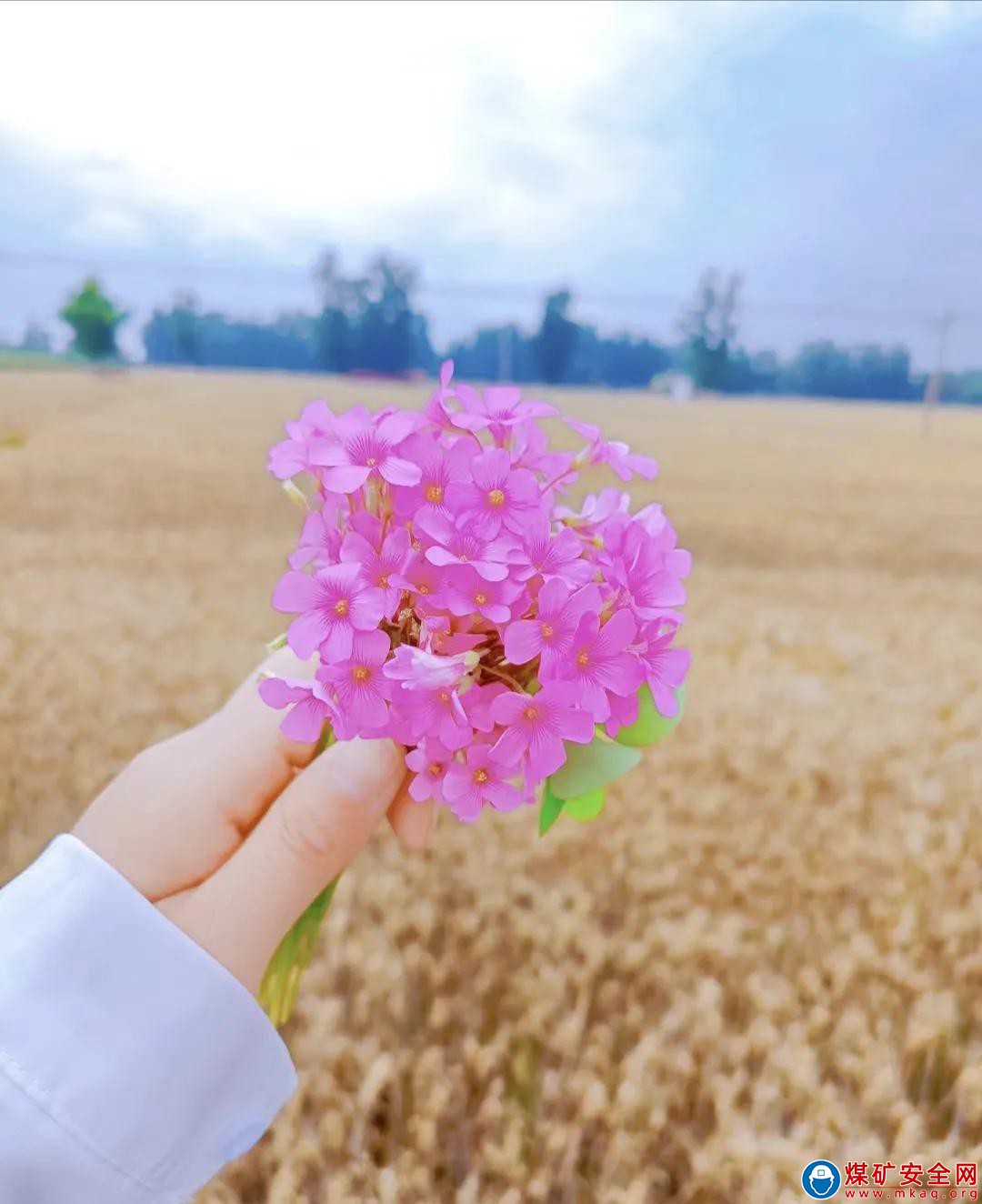 故鄉的花